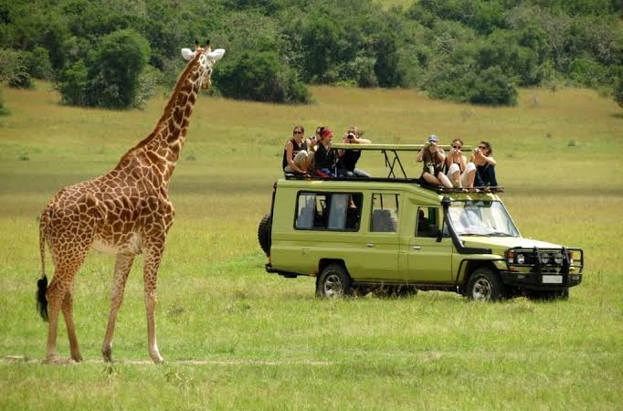 Family Safari