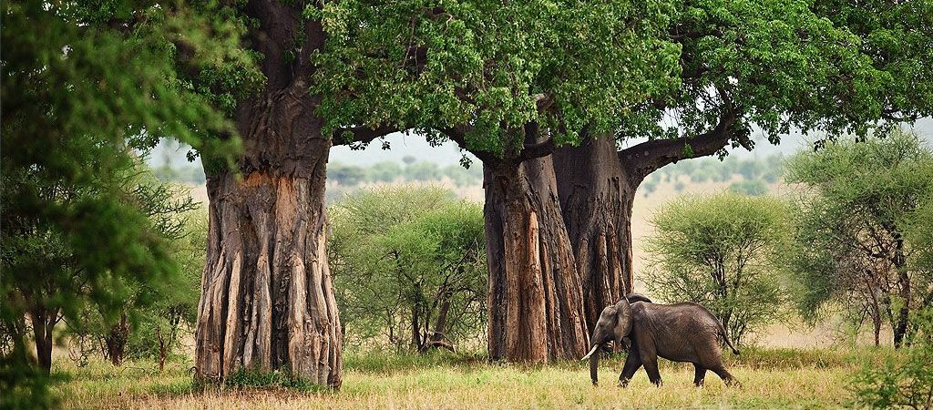 Tarangire