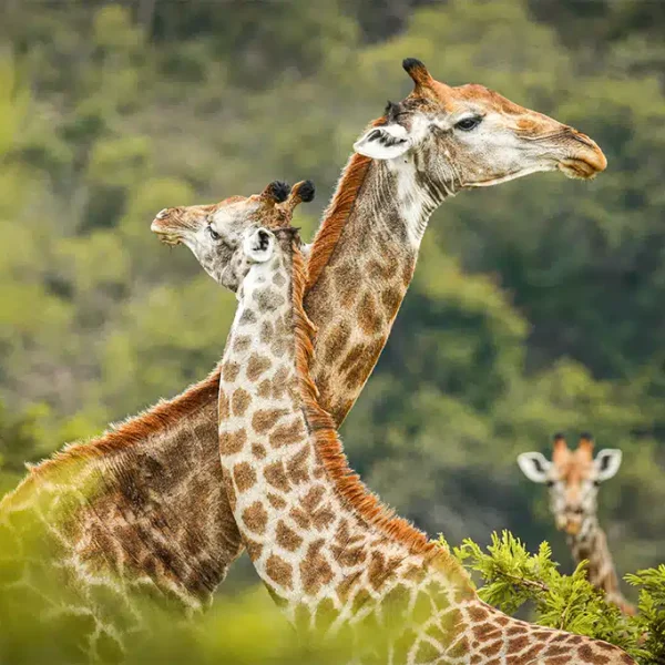 Giraffe-Sighting-Game-Drive-Arusha-National-Park-Tanzania.jpg