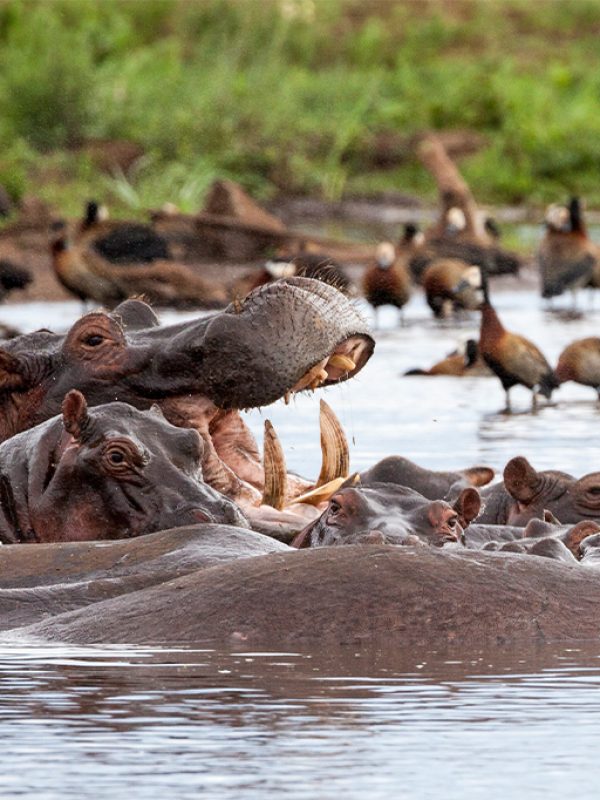 Hippos-Lake-Manyara-Tanzania-1