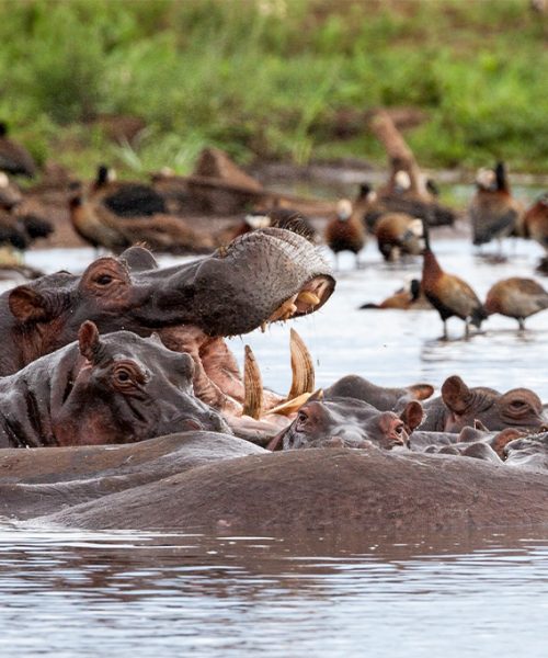 10 Day Serengeti Safari and Zanzibar Vacation