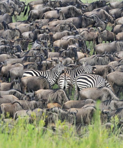 7 Day Great Migration River Crossing Safari