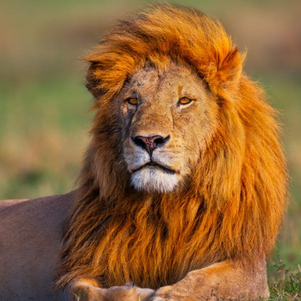 Male-Lion-Portrait-Golden-Hour-Tanzania-1