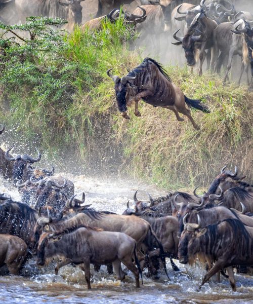 5 Day Mara River Migration Journey
