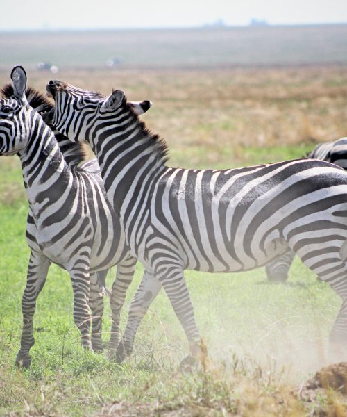 8 Day Tanzania Safari and Zanzibar Holiday