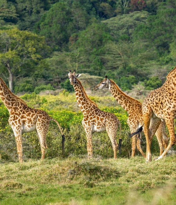 giraffes-7498918_19201
