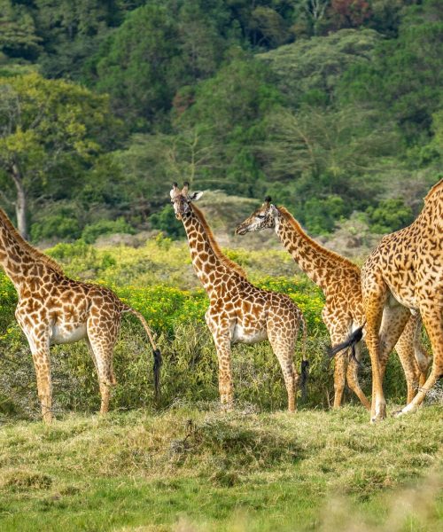 https://baharidust.co.tz/tours/9-day-signature-safari-zanzibar-escape/