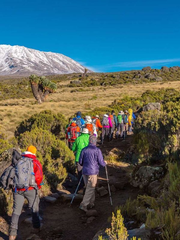 kilimanjaro