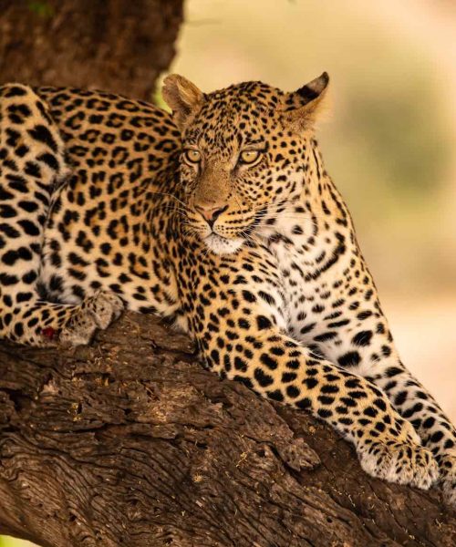 leopard-tanzania