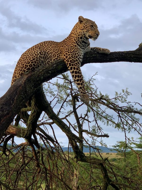 safari_to_Nyerere_national_park_from_zanzibar_Cover